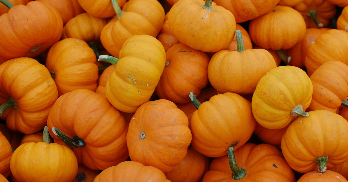 South African Pumpkins Help Fill Europe's Seasonal Supply Gap
