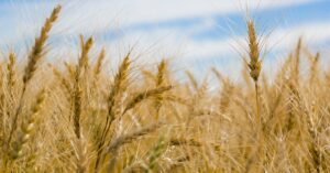 Russia’s 2024-25 Wheat Export Forecast Reduced Amid Declining Shipments