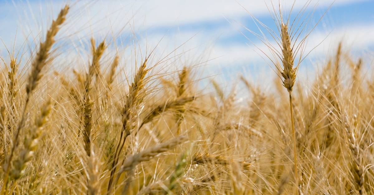 Russia’s 2024-25 Wheat Export Forecast Reduced Amid Declining Shipments
