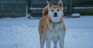 DGFT's Banned Pet Imports In India Full List