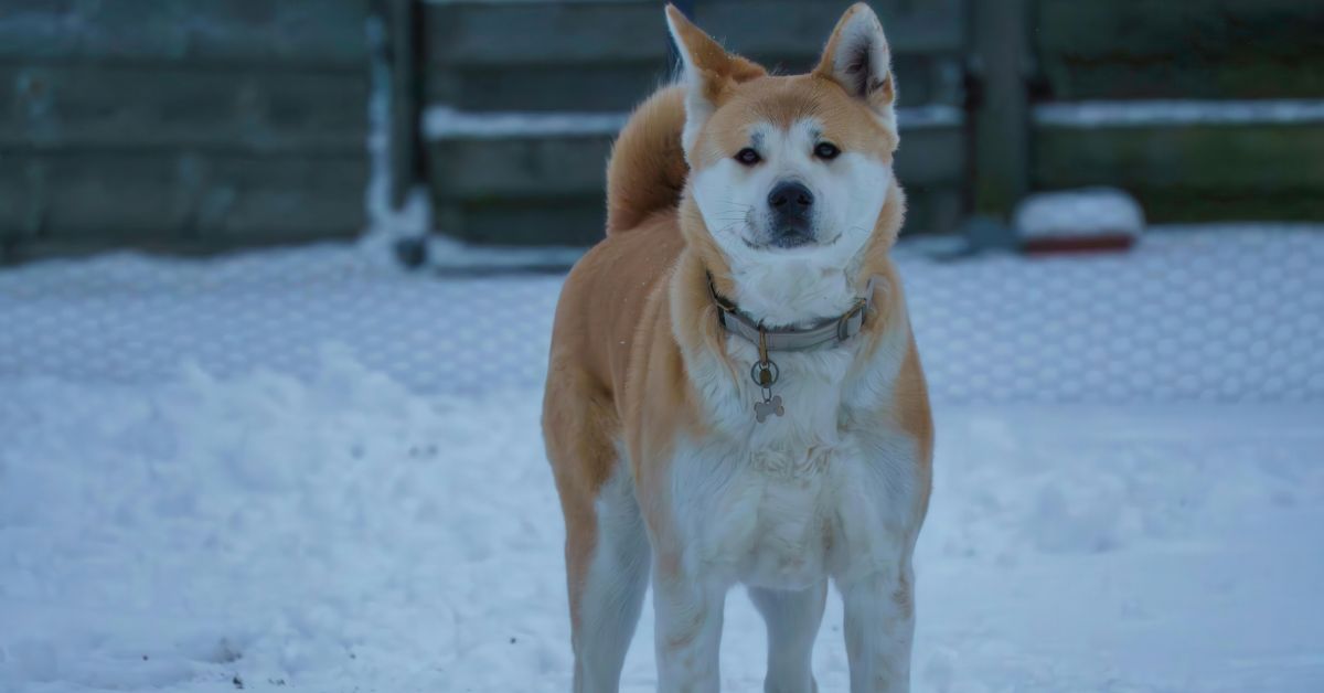 DGFT's Banned Pet Imports In India Full List