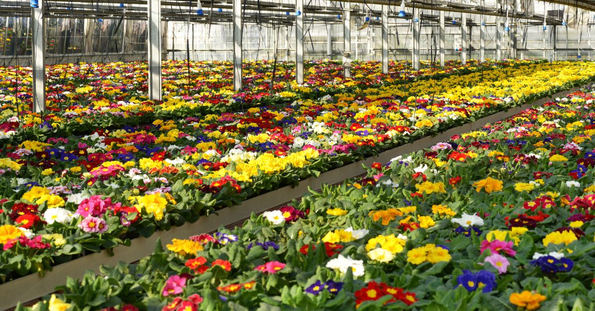 Floriculture Fresh Flowers From Bengaluru’s Belt